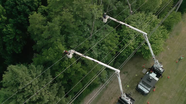 How Our Tree Care Process Works  in Story City, IA